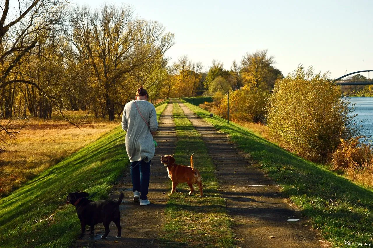 wandelen buiten hond en mens huisdieren