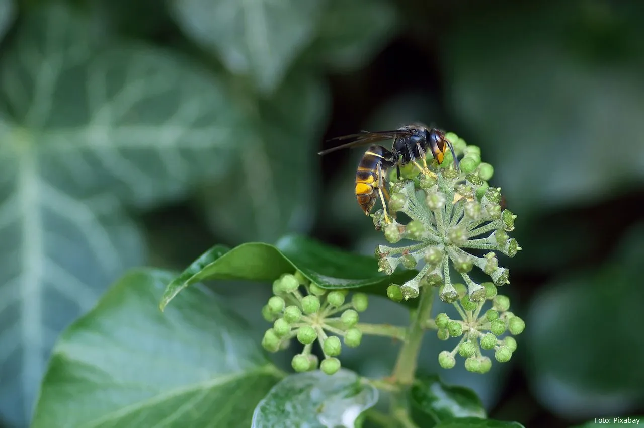 aziatische hoornaar tuin