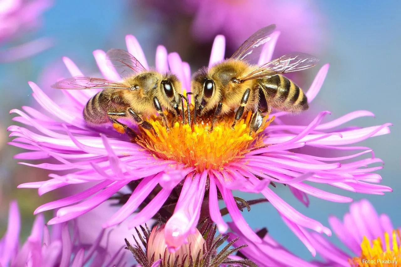 bees bijen tuin