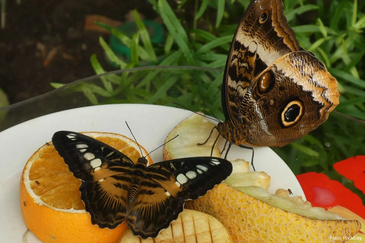 vlinders eten tuin tuintip