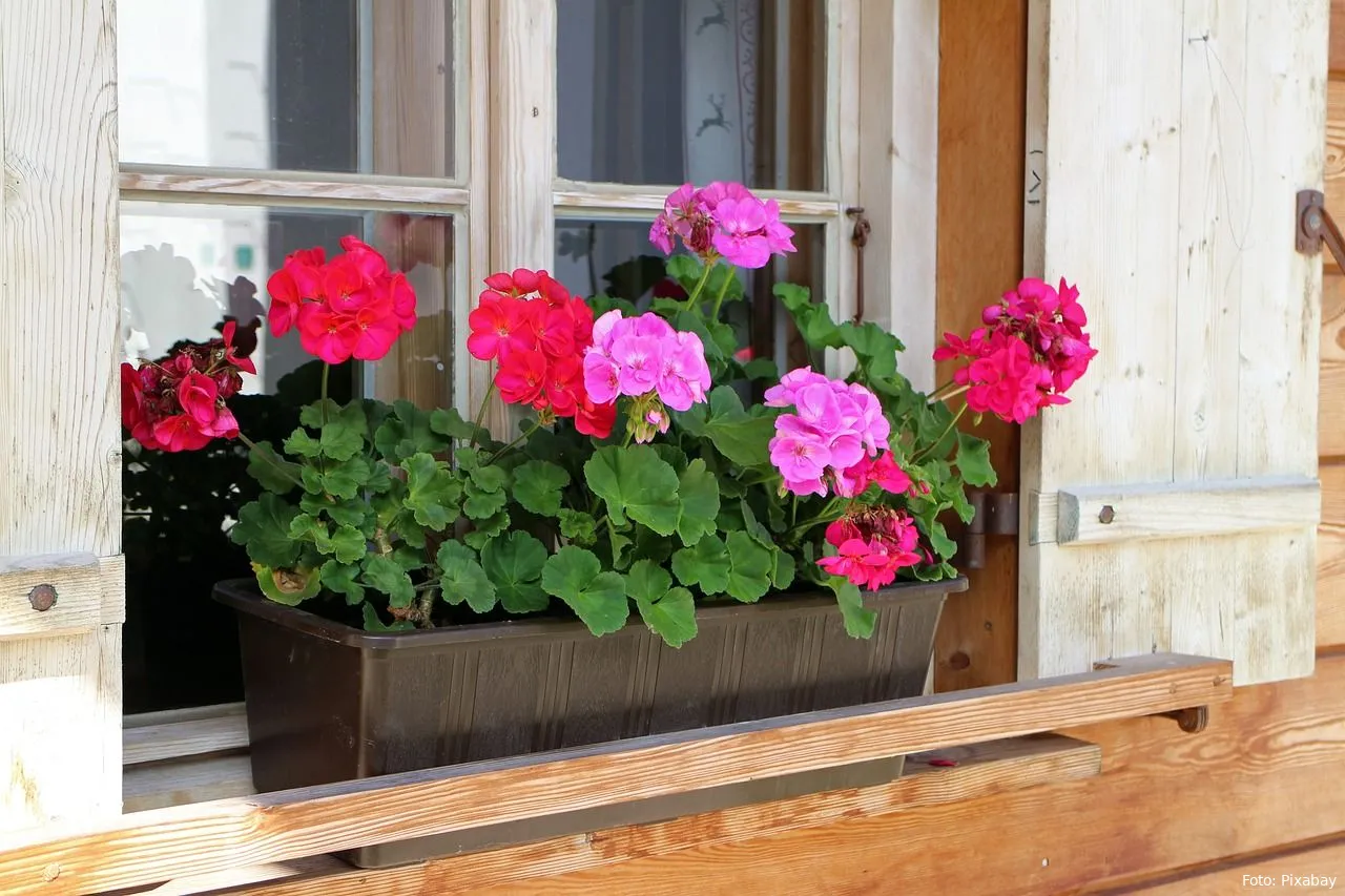 geraniums bloemen