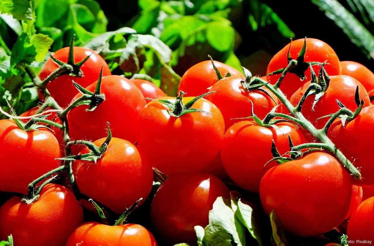 tomaten fruit eten