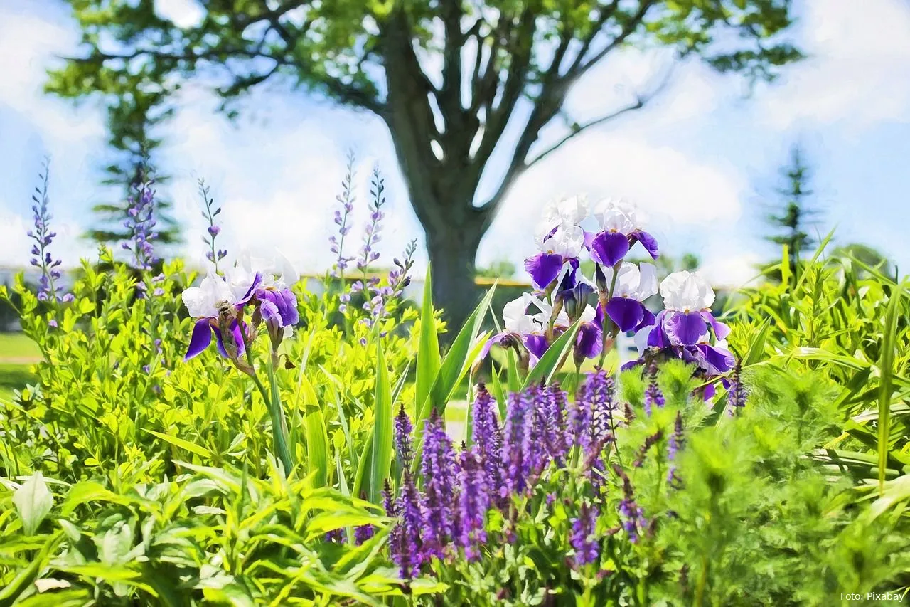 irissen bloemen en planten