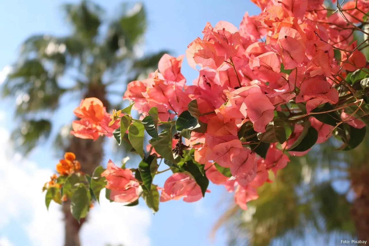 bougainvillea bloemen planten
