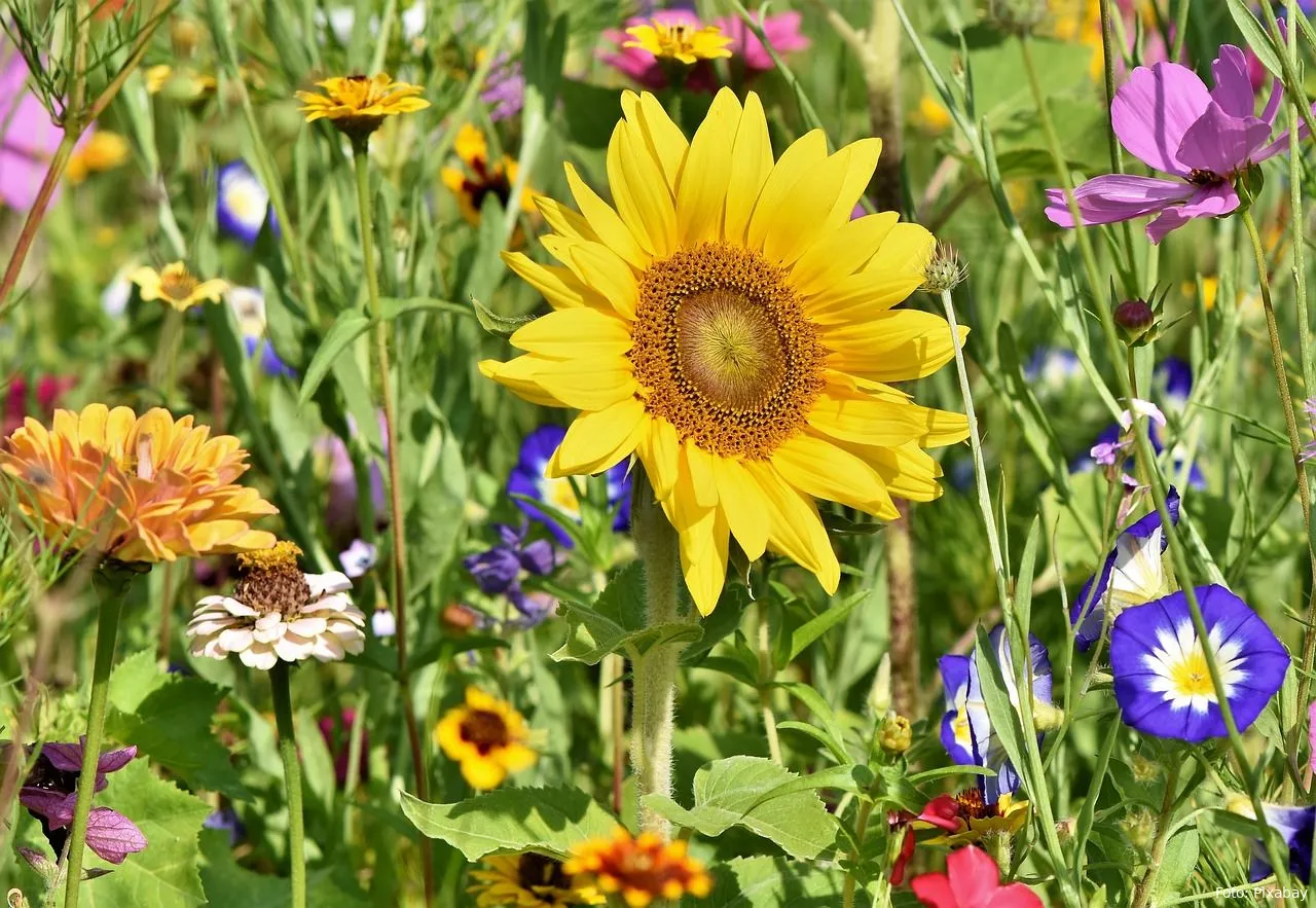 zonnebloem tuin