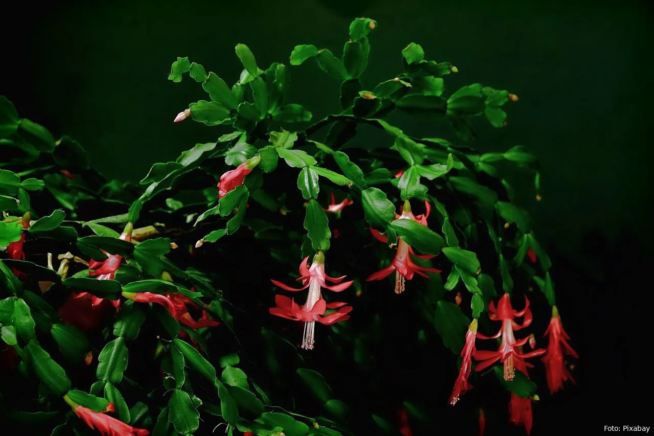 kerstcactus