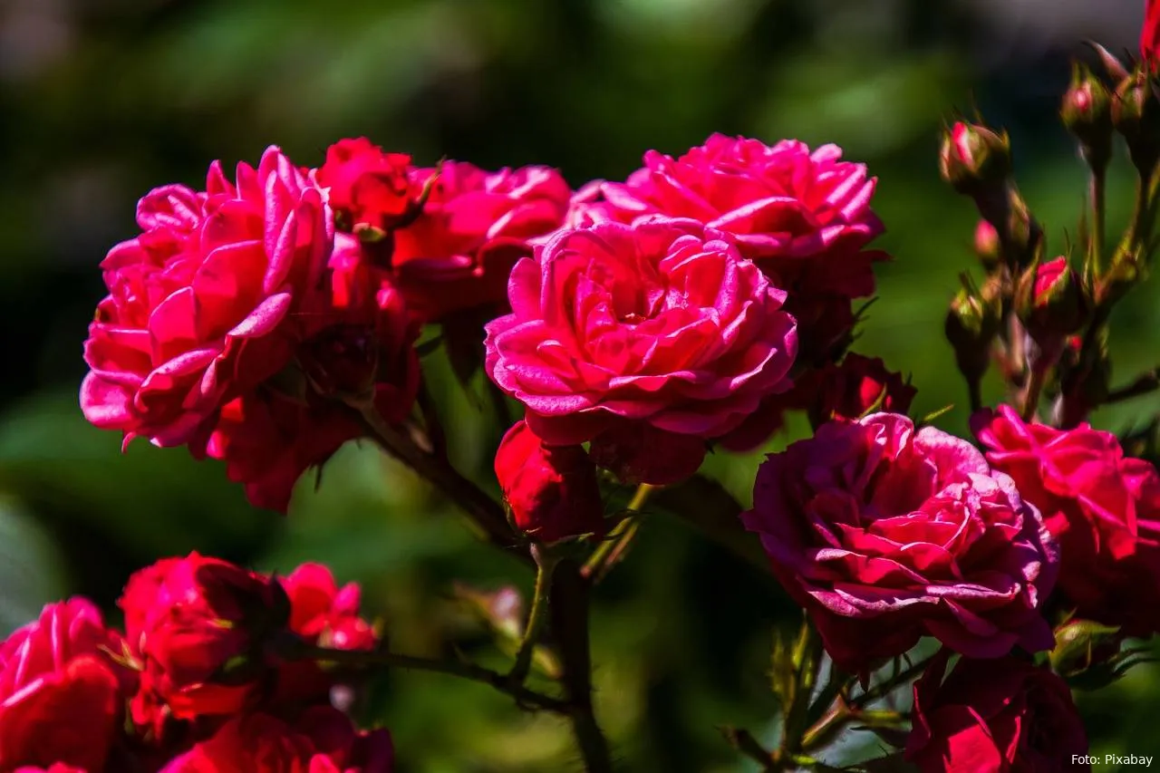 rozen bloemen planten tuin