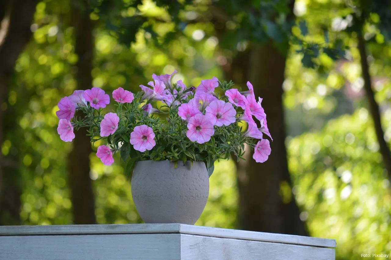 petunia bloemplant