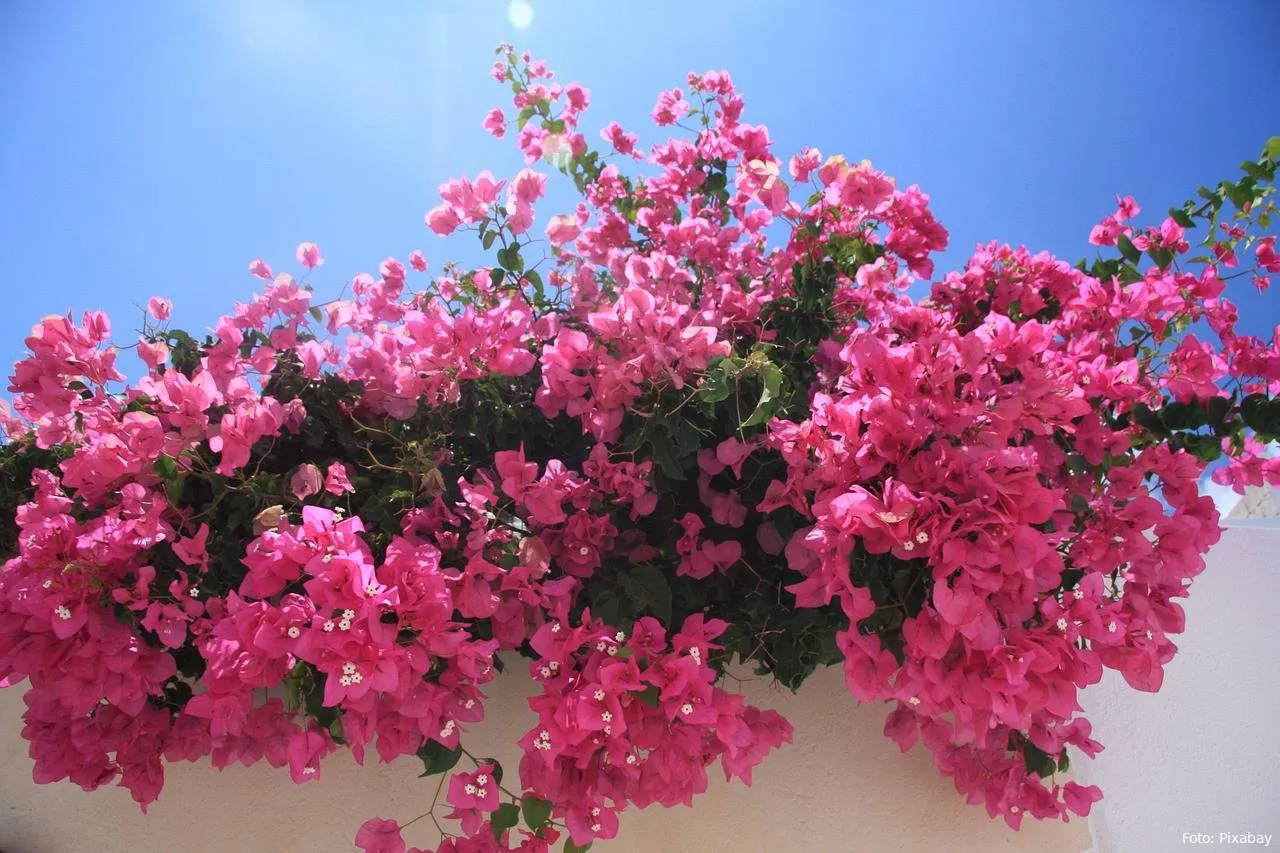 bougainvillea
