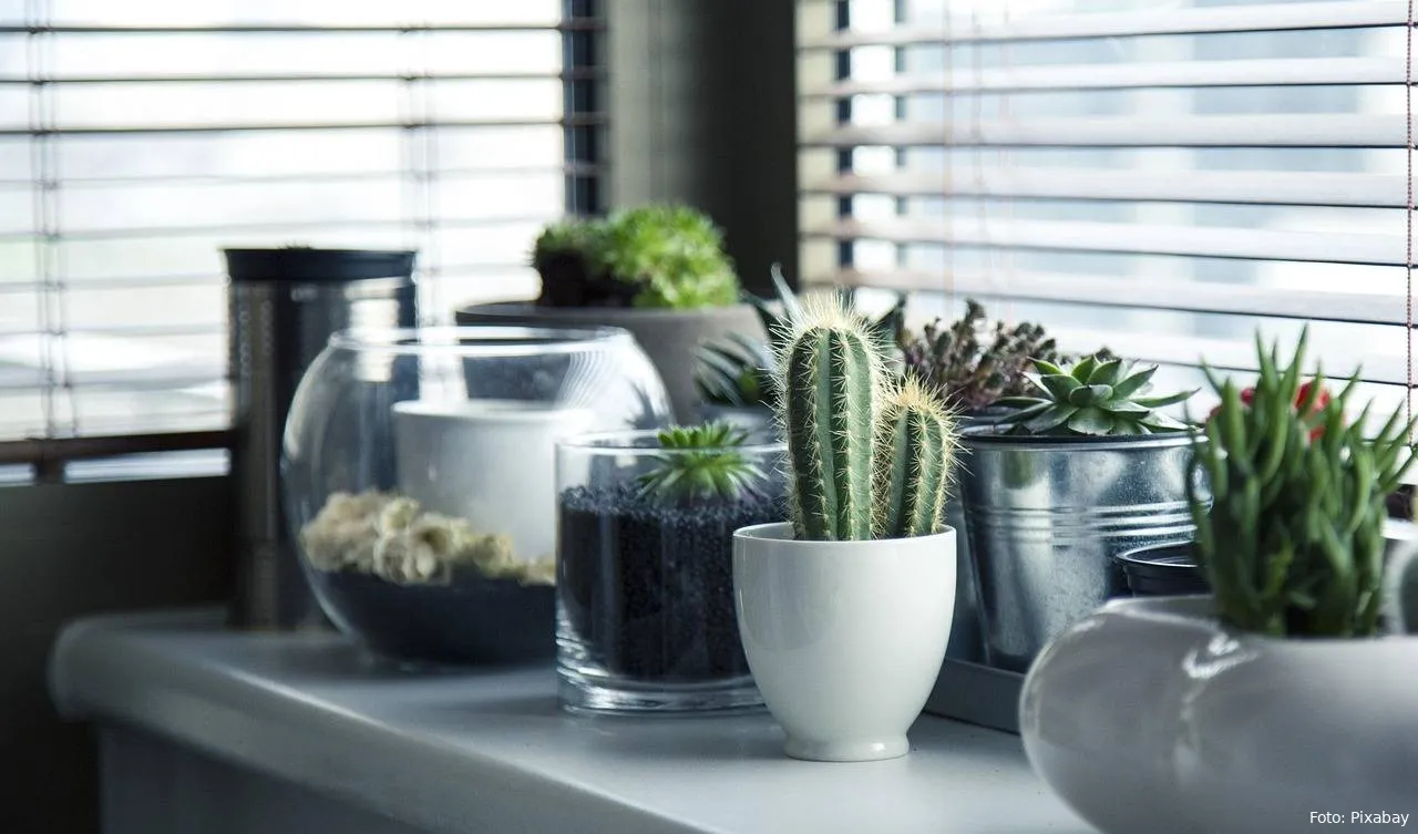 vetplanten planten in pot