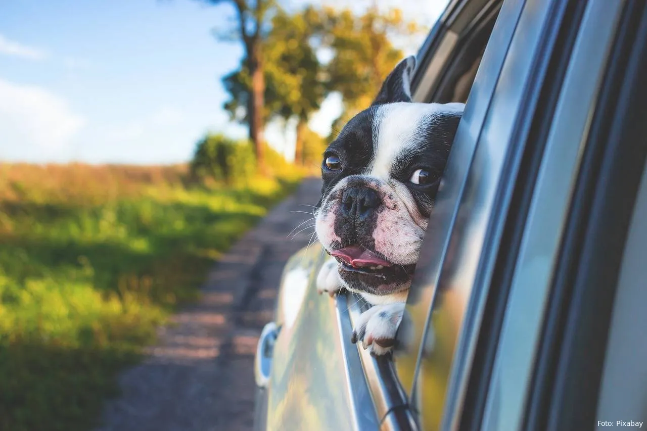 hond hond in auto