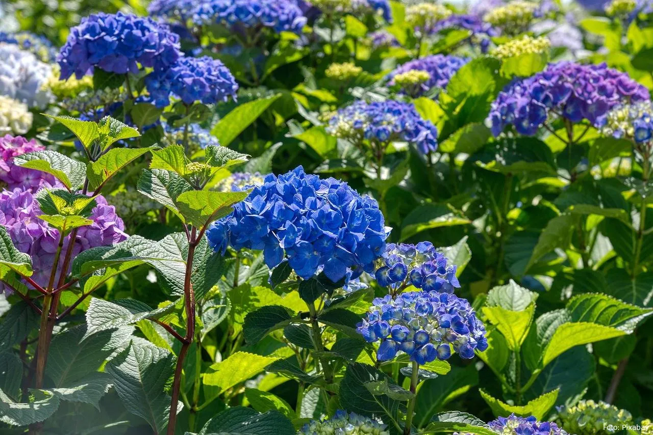 hydrangeas hortensias