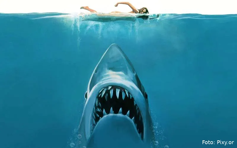 jaws head
