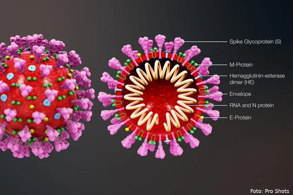 coronavirus 2020