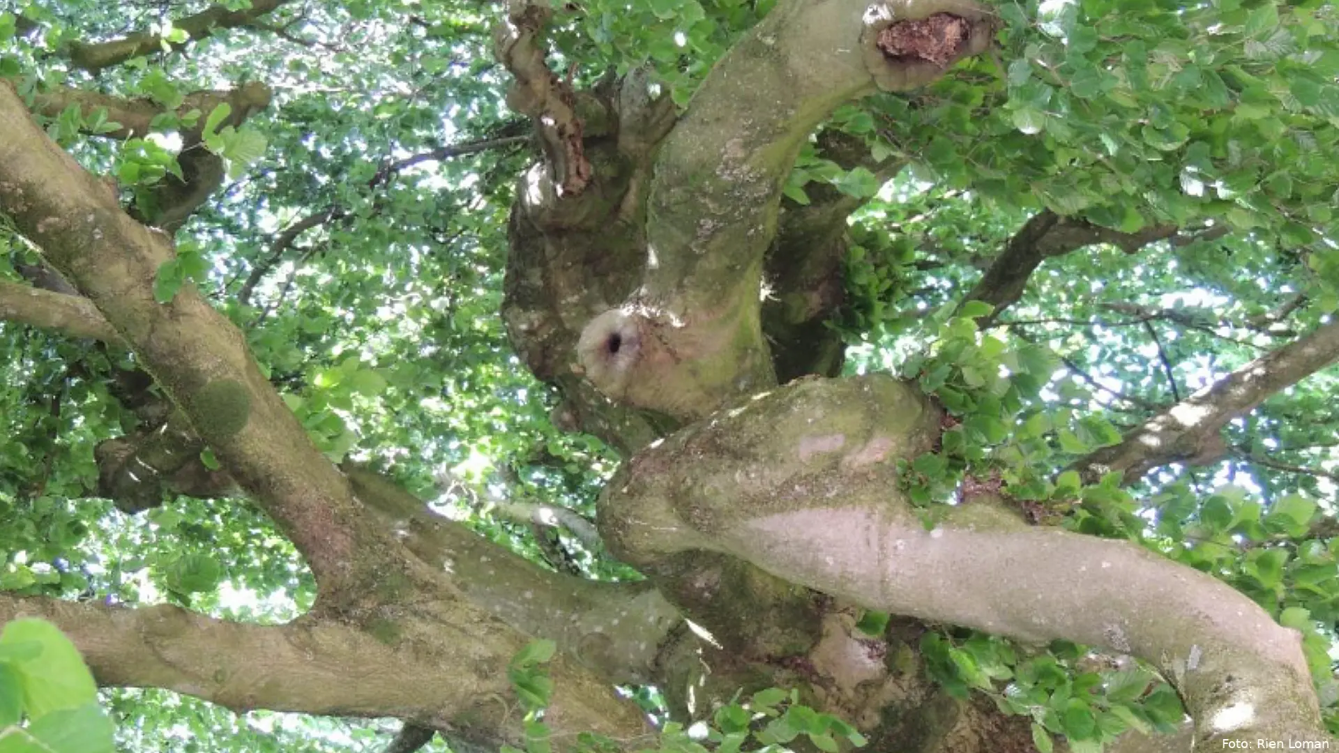 Wandeling langs bijzondere bomen in Nijkerk