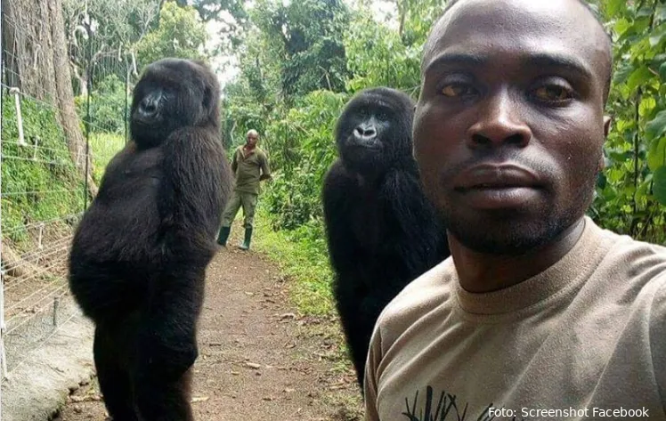 fhm gorillas