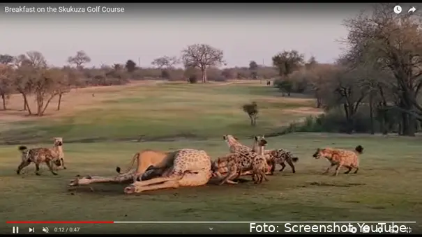 giraffe