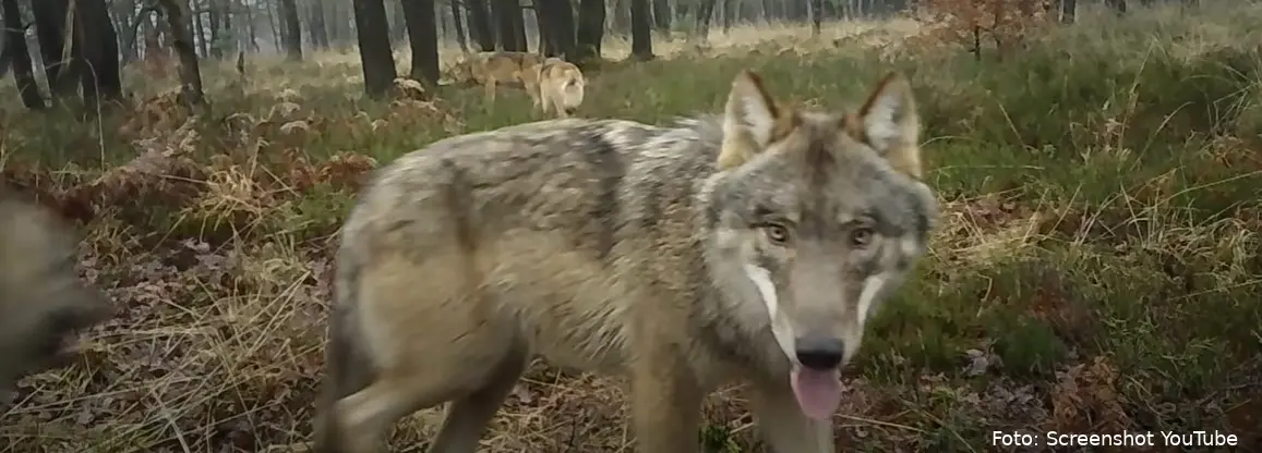 wolven