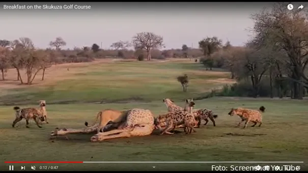 giraffe