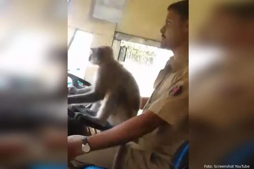 monkeydriver