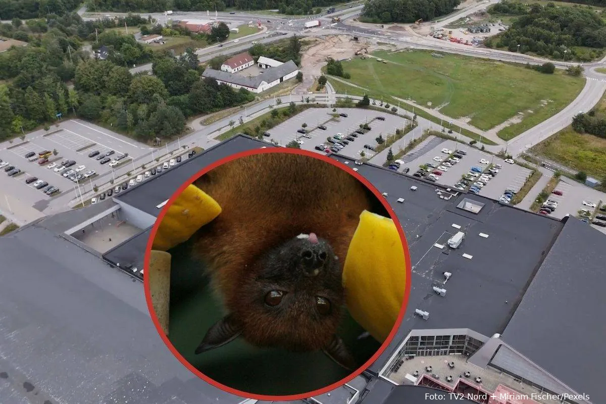 Gigantium Flagermus