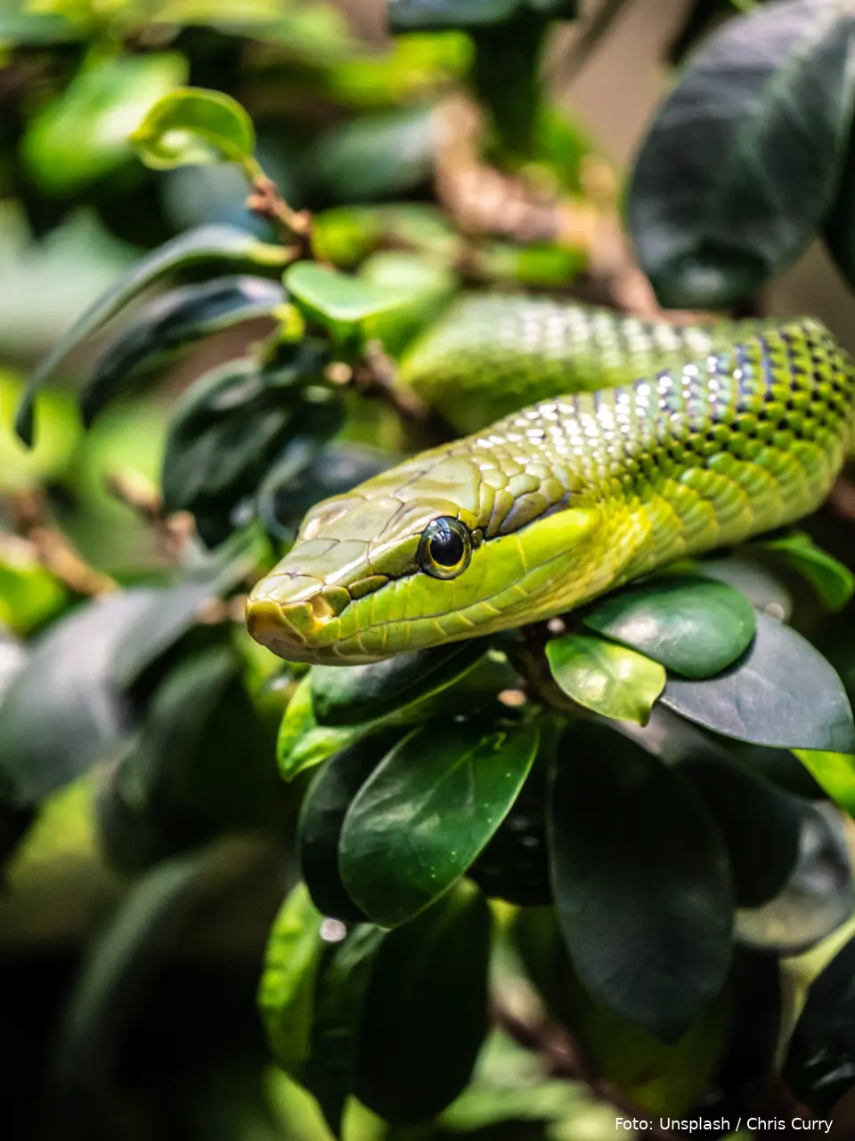 chris curry kssxzbnozmy unsplash
