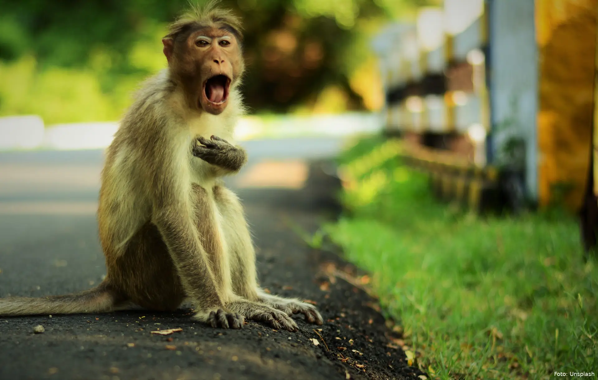 abnormal species 447670 unsplash 1 1