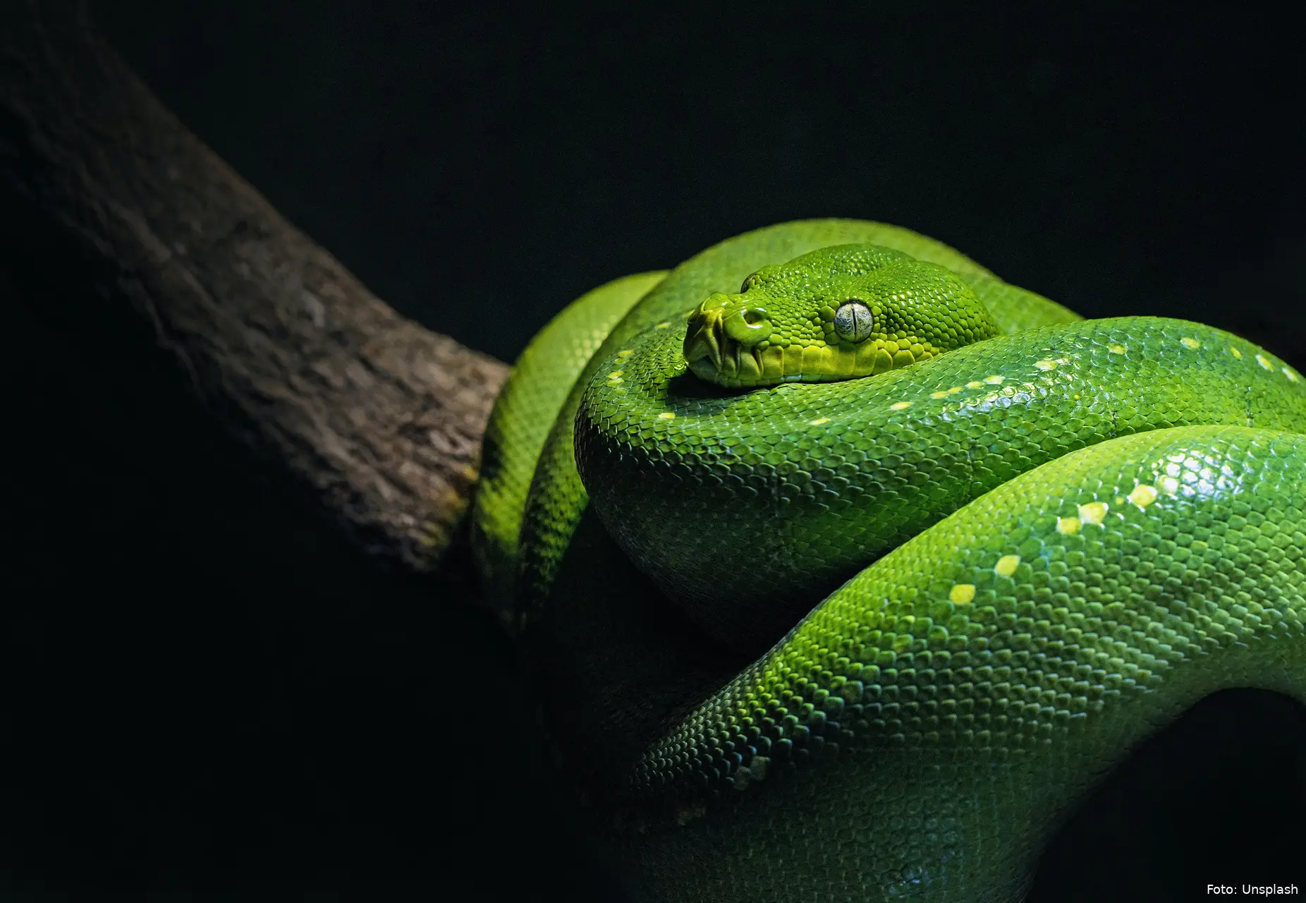 david clode 5uu8hspfwki unsplash