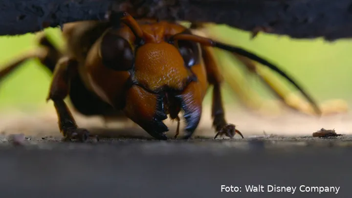 101_TheHive_SecretsOfTheBees_UHD_16_full