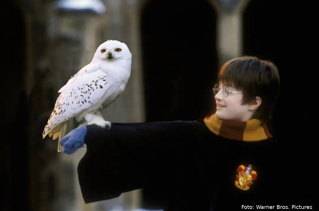 hedwig harry potter