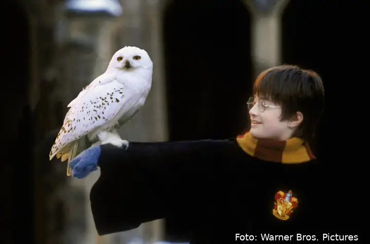 hedwig harry potter