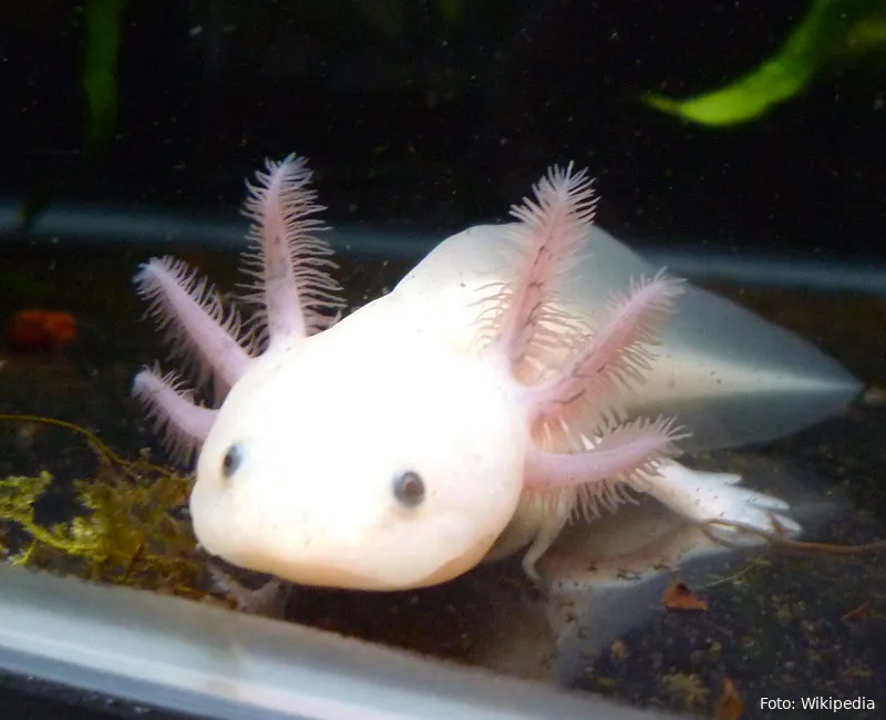 axolotl