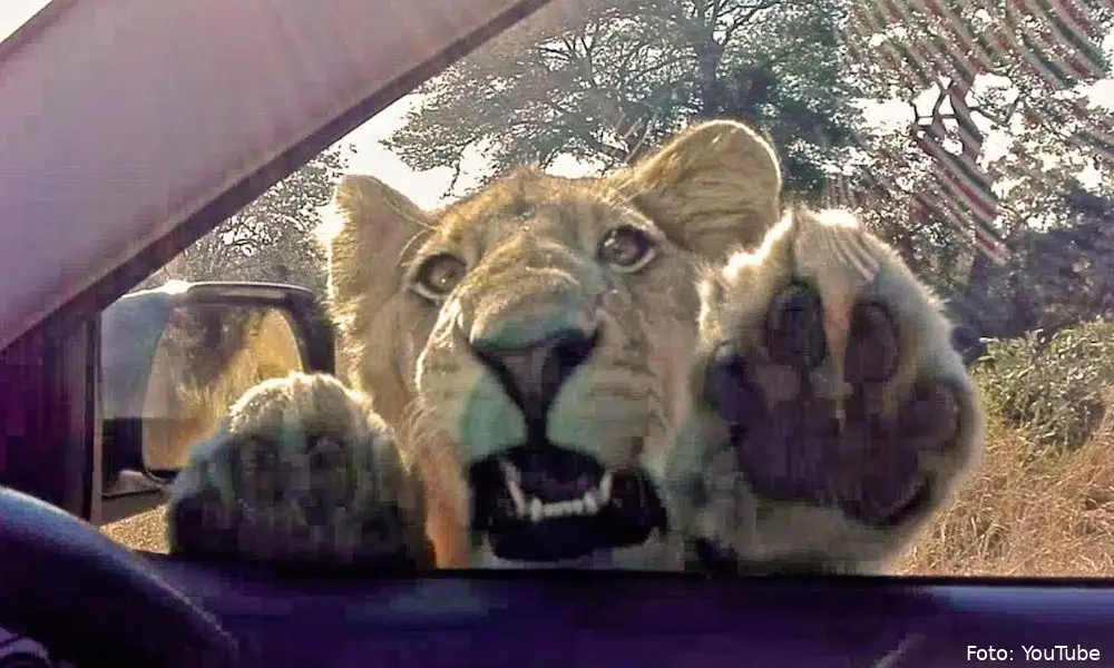lion feature
