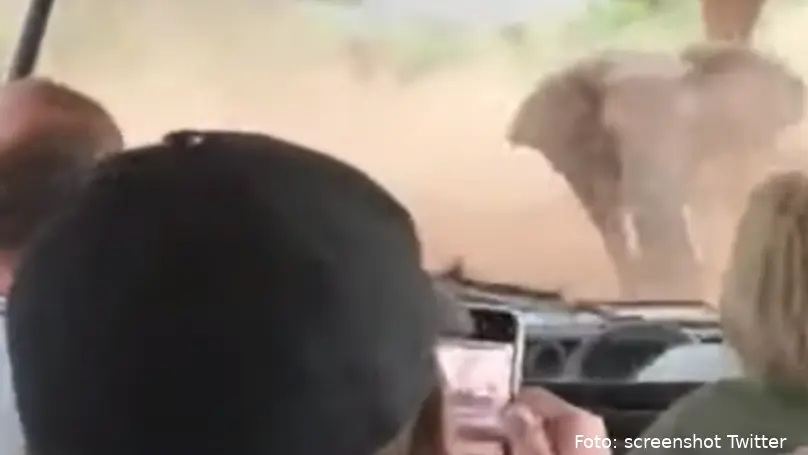 olifant