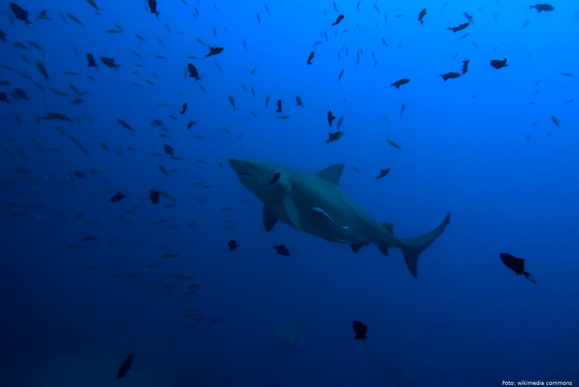 bull shark carcharhinus leucas 23096642576