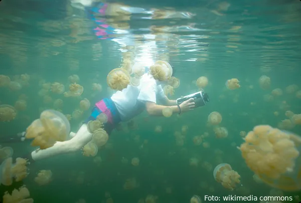diver and jellyfish jellyfish lake palau islands micronesia 1