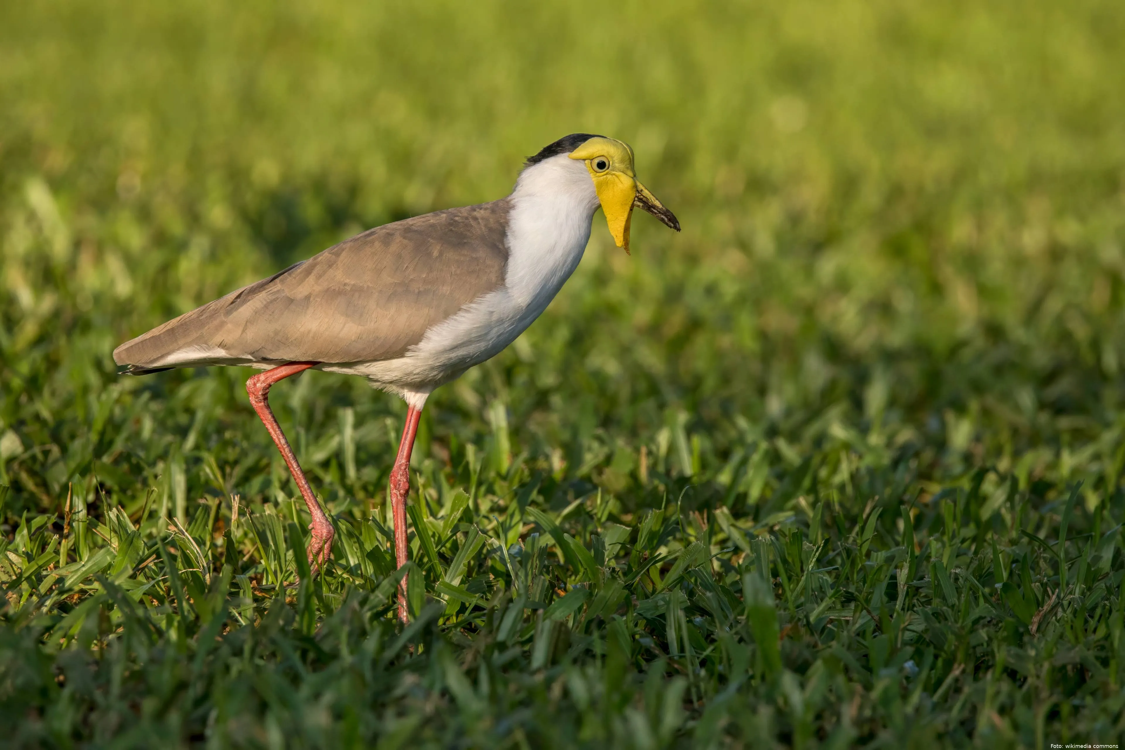 Masked_lapwing_(Vanellus_miles_miles)_Darwin