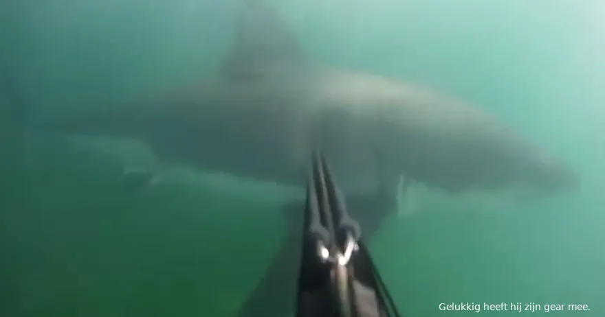 sharkattack