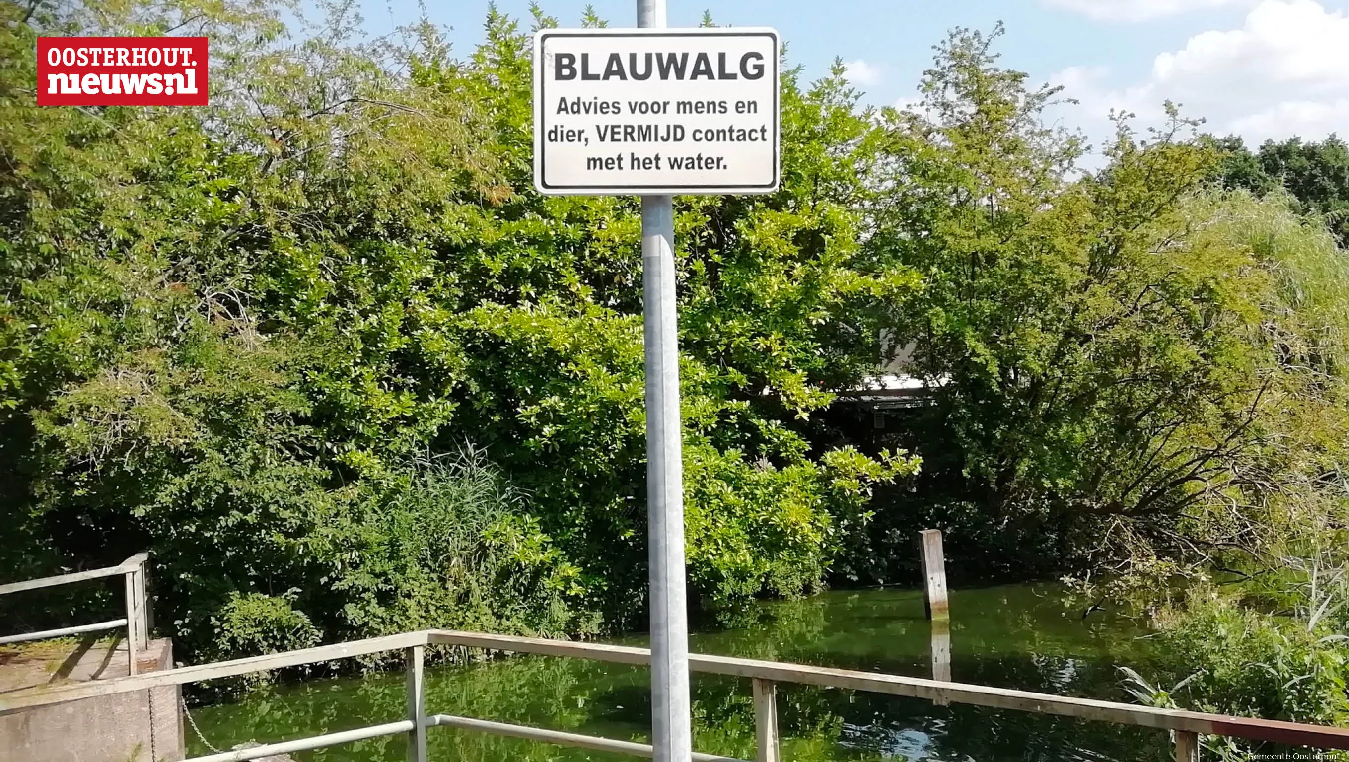 blauwalg