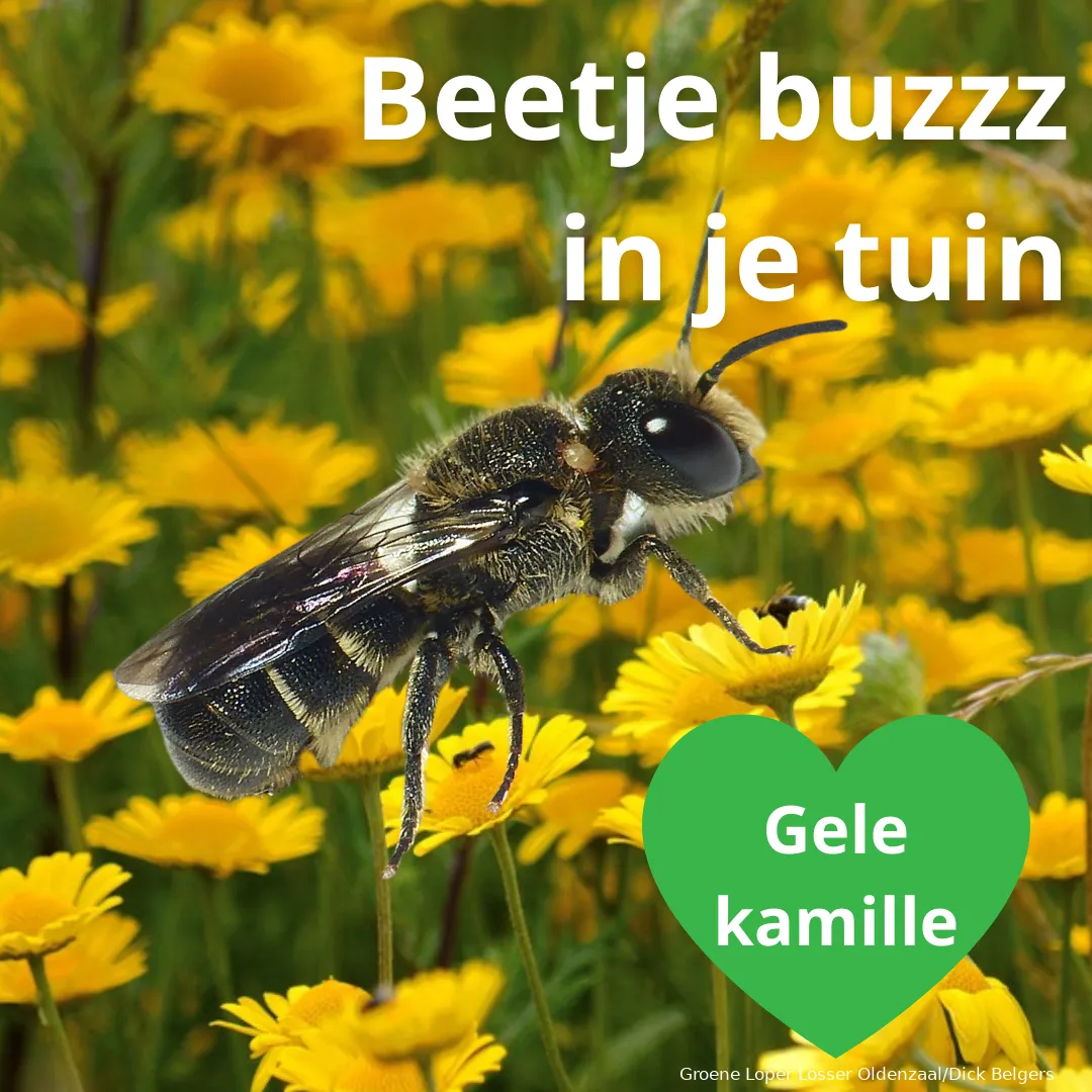 tronkenbij en gele kamille