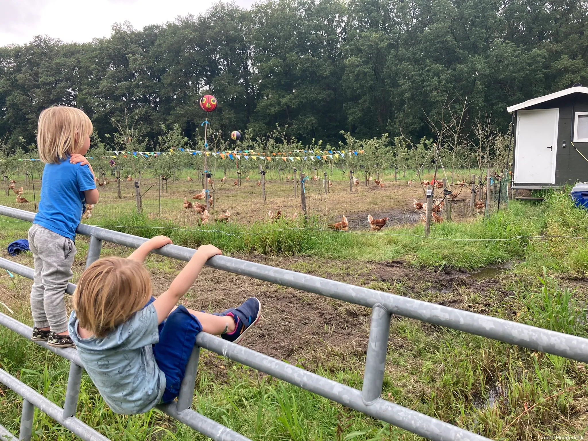 kinderen en kippen bij boomgaard