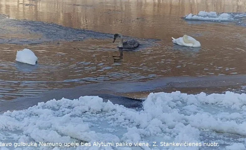 gulbes139862381 18599729774832sss95 4122084597766770186 o