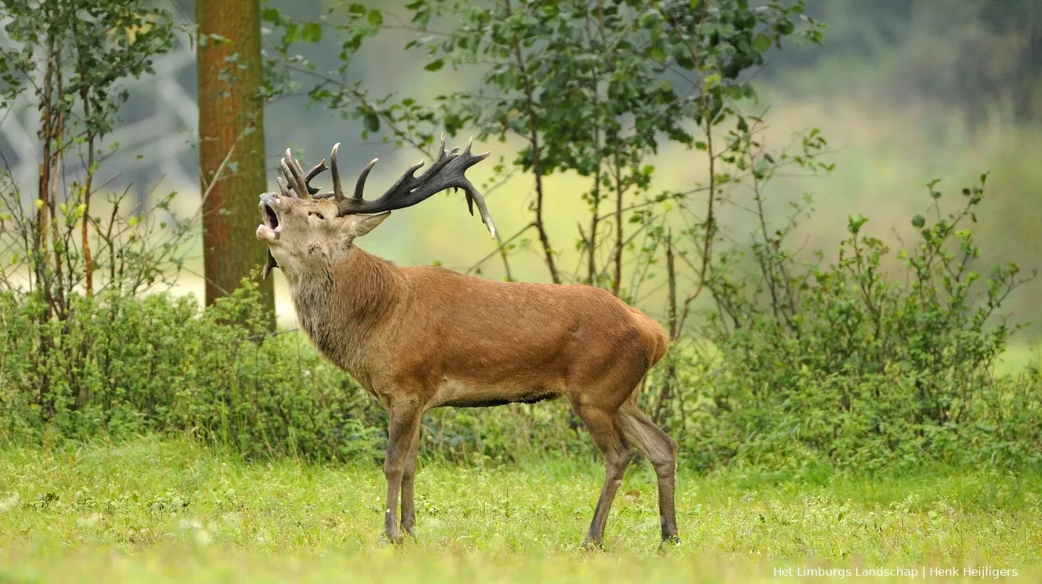 edelhert weerterbos henk heijligers