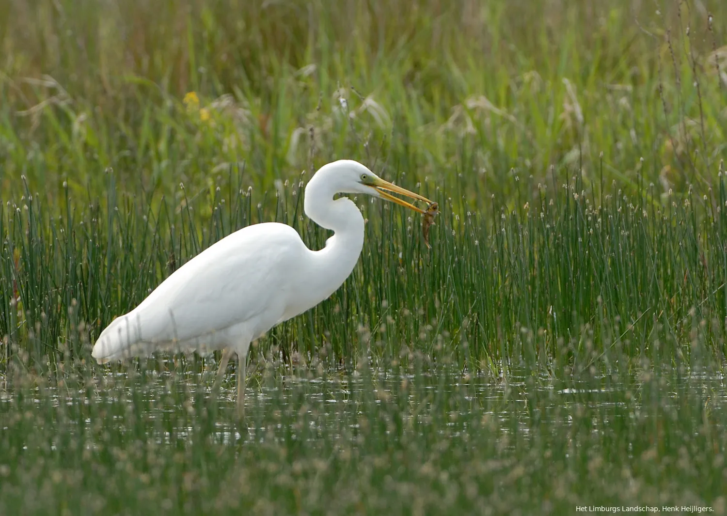 grote zilverreiger henk heijligers