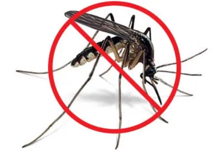 no mosquito