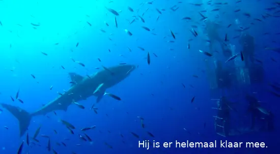 sharkcage