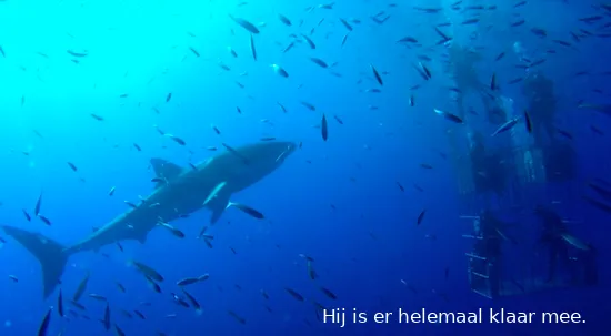 sharkcage