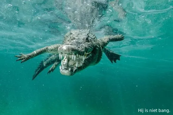 krokodil03