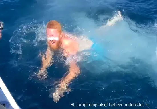 sharkrodeo