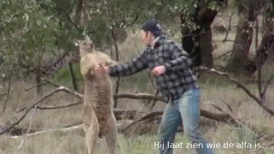 man v kangaroo